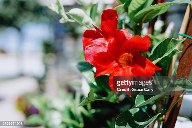 red mandevilla vine in bloom - mandevilla stock pictures, royalty-free photos & images