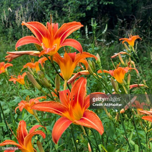 day lilies - taglilie stock-fotos und bilder