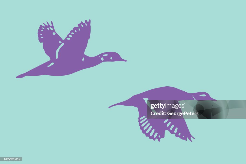 Pair of Wood Ducks flying
