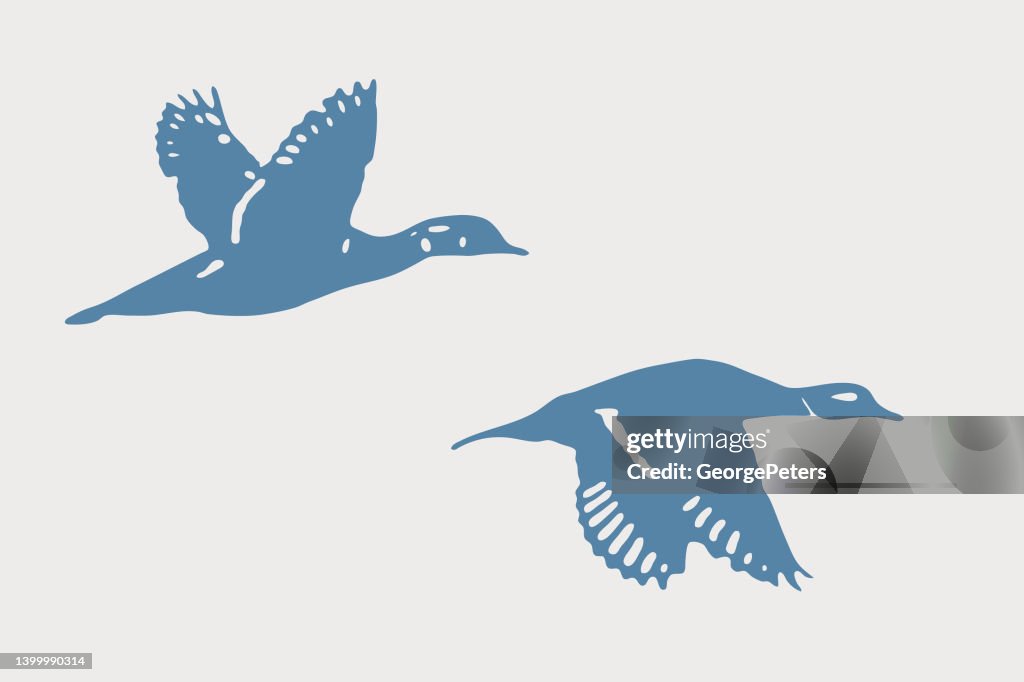 Pair of Wood Ducks flying