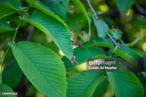 red nail gall on leaves - gal stockfoto's en -beelden