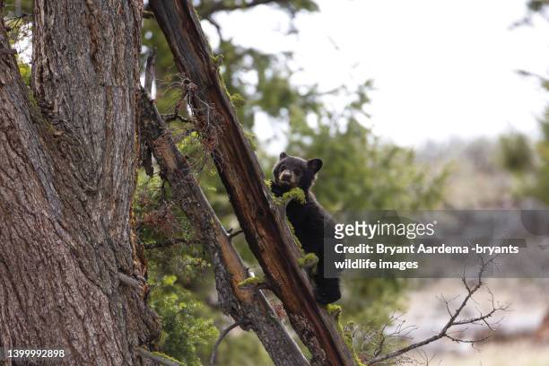 i can climb - black bear stock pictures, royalty-free photos & images
