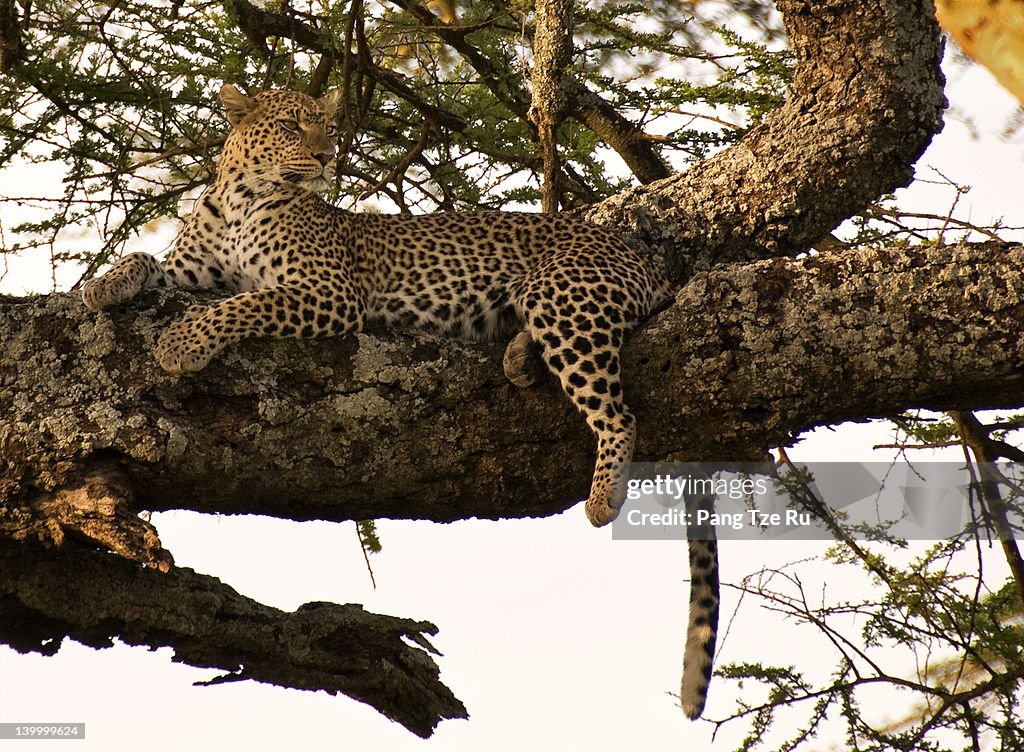 Leopard at Serengeti