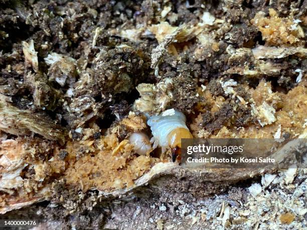 stag beetle larvae in a dead tree - allomyrina dichotoma stock pictures, royalty-free photos & images