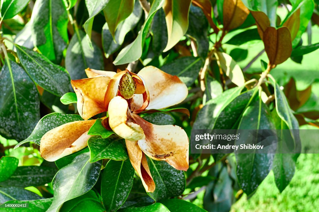 Orange withered magnolia champaca flower under the sun with green leaves