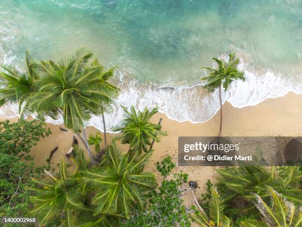 top down view of beach in puerto viejo in costa rica - costa rica stock pictures, royalty-free photos & images