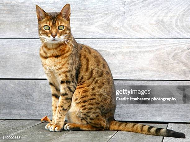 bengal cat sitting on weathered deck - gato bengala fotografías e imágenes de stock