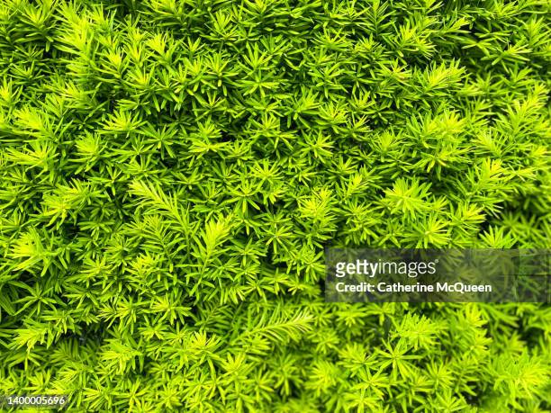full frame background of fresh growth of yew hedge in springtime - yew needles stock pictures, royalty-free photos & images