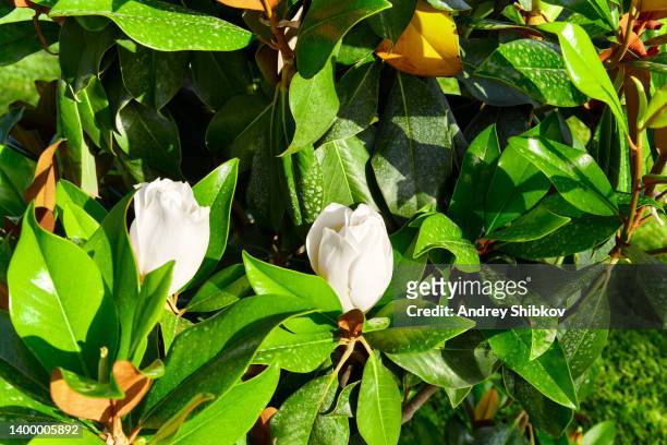 two white magnolia alba flowers blooms among the green foliage under the sun - sandalwood nature stock pictures, royalty-free photos & images