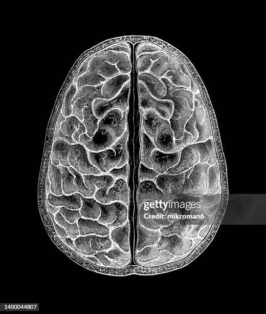 old engraved illustration of human brain - iq test fotografías e imágenes de stock