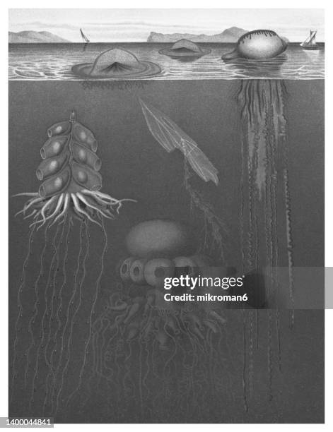 old chromolithograph illustration of floating polyps - sea life illustration stock pictures, royalty-free photos & images