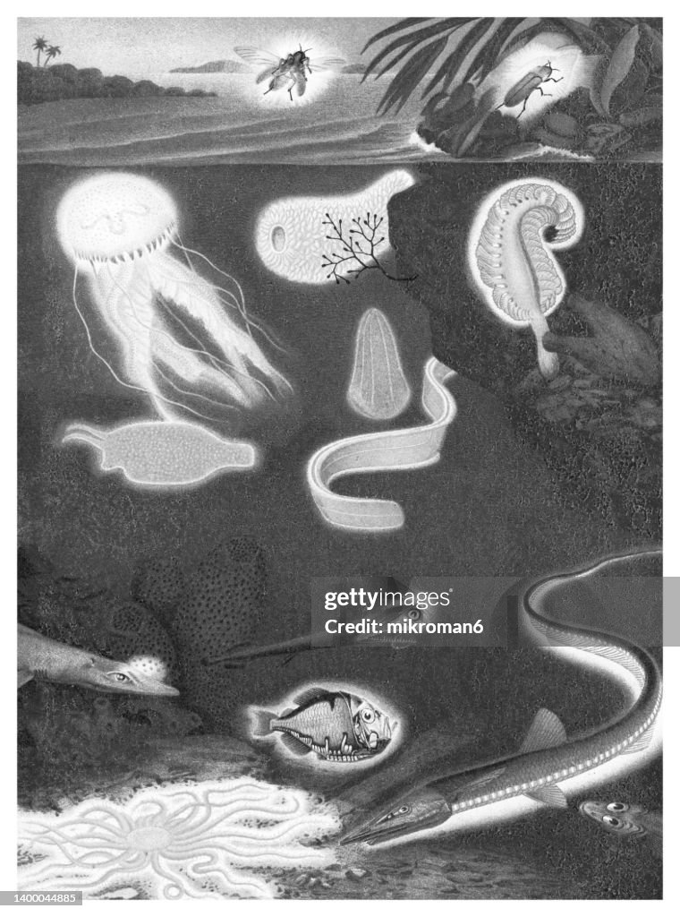 Old chromolithograph illustration of glowing animals