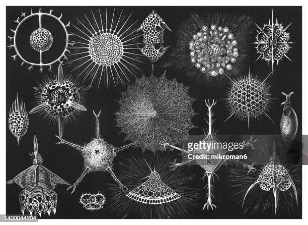 old chromolithograph illustration of the radiolaria, radiozoa - sea life illustration stock pictures, royalty-free photos & images