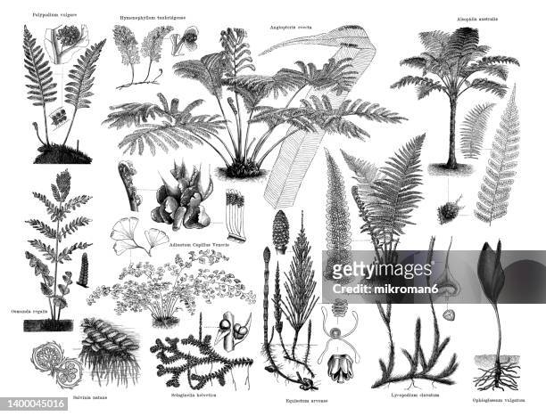 old engraved illustration of ferns - palmiers stockfoto's en -beelden