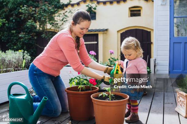 mother and toddler girl watering tomato together after planting in garden. - tomato plant stock pictures, royalty-free photos & images