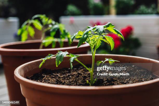 tomato plant in a plant pot. - tomato vine stock pictures, royalty-free photos & images