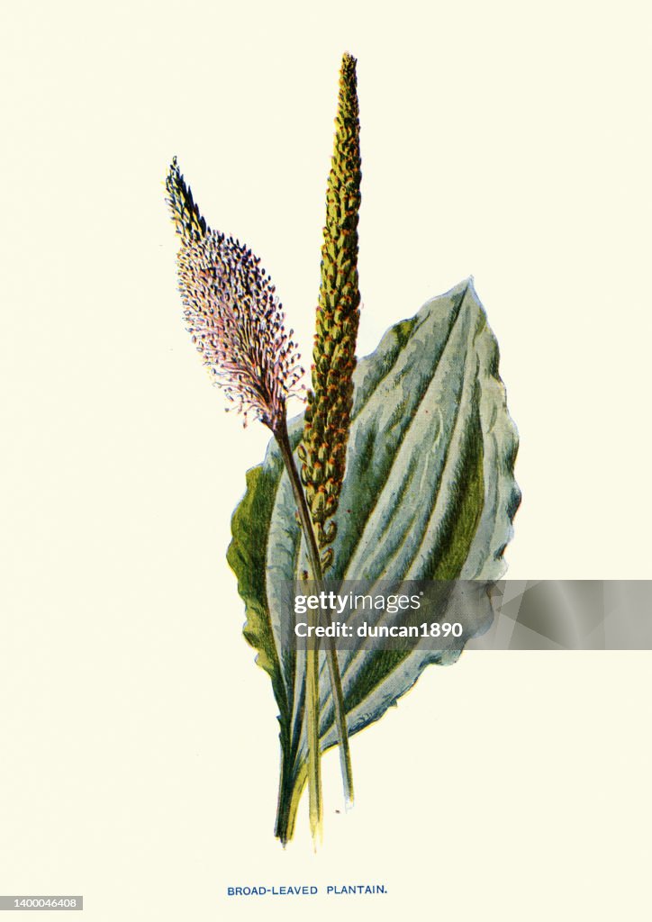 Plantago major, the broadleaf plantain, Botanical art print