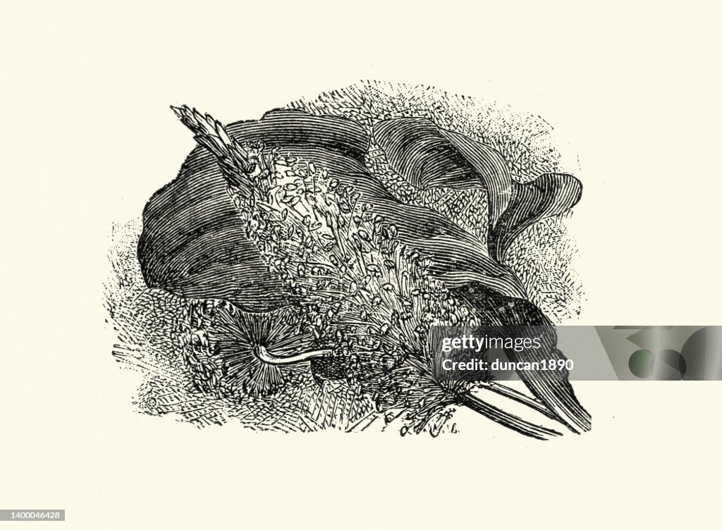 Plantago major, the broadleaf plantain, Botanical art print