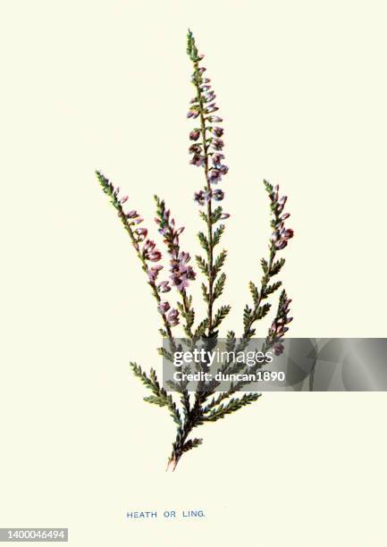 calluna vulgaris, common heather, ling, botanical art print - heather stock illustrations