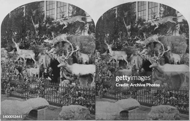 Stereoscopic image showing American taxidermist, naturalist and artist Martha Maxwell seated at the entrance to a cave, part of her Rocky Mountain...