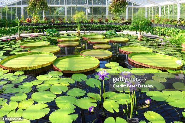 Water Lily House Royal Botanic Gardens in Kew Gardens on July 4,2015 in London, England.