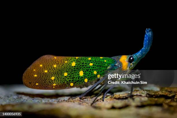 Pyrops Insect 3,787 Tropical Rainforest Insects Stock Photos, High-Res Pictures, and ...