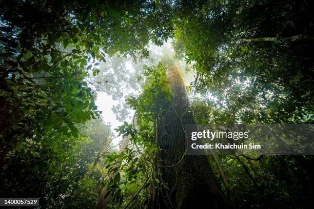 tropical jungle of borneo island - borneo stockfoto's en -beelden