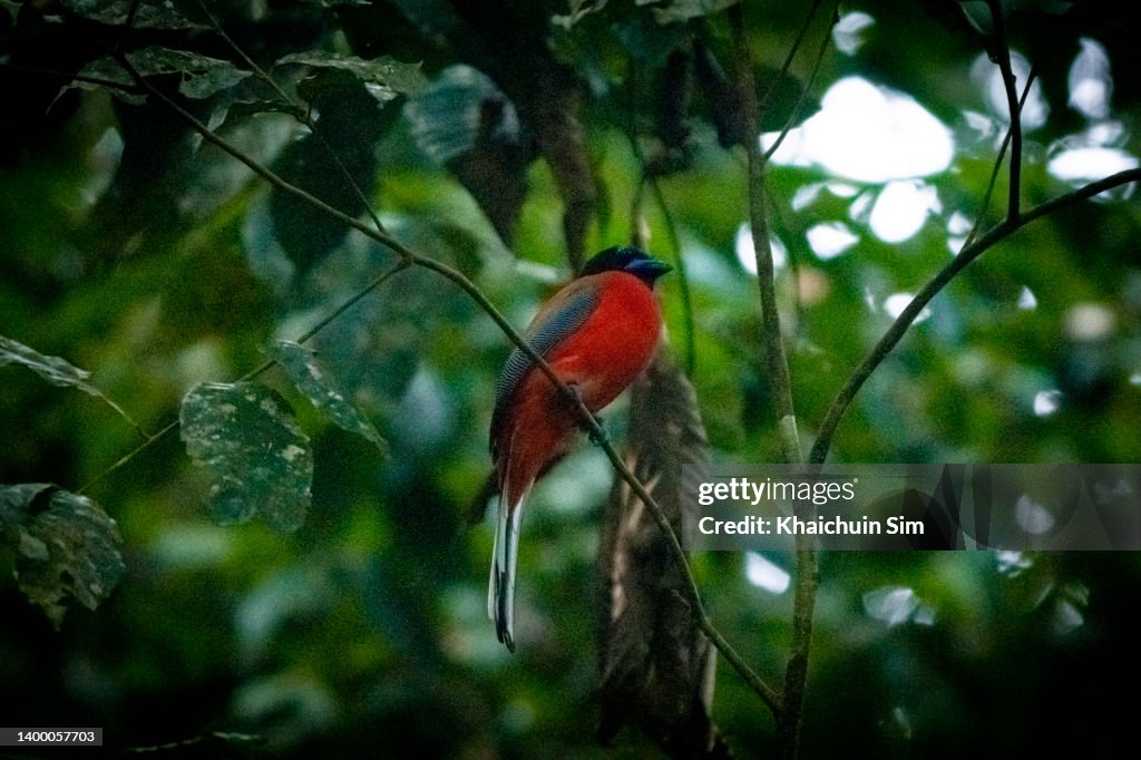 Diard's trogon bird in jungle