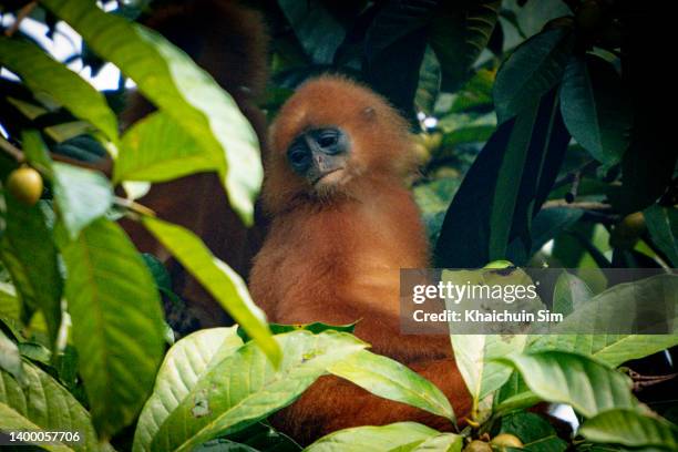 maroon leaf monkey in the wild - leaf monkey stock pictures, royalty-free photos & images