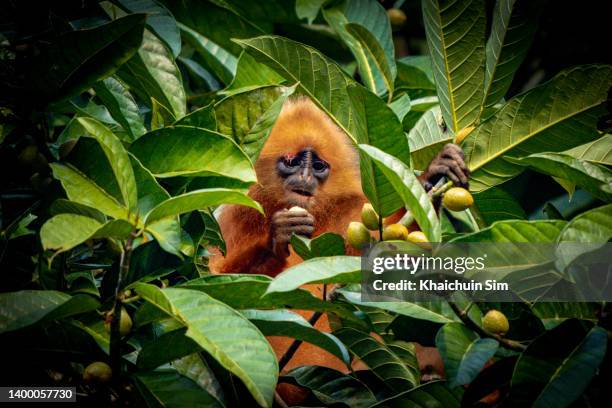 maroon leaf monkey eating wild fruits - leaf monkey stock pictures, royalty-free photos & images