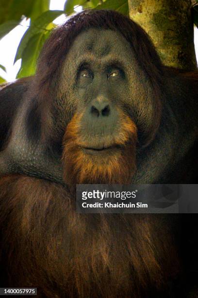 male orang utan in the wild - sumatra bildbanksfoton och bilder