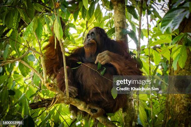 male orang utan in the wild - indonesia vs malaysia stock pictures, royalty-free photos & images