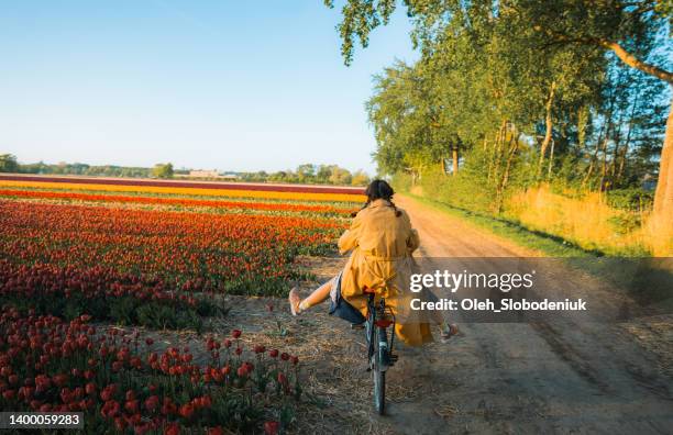 woman riding on bicycle on tulip field in the netherlands - keukenhof gardens stock pictures, royalty-free photos & images