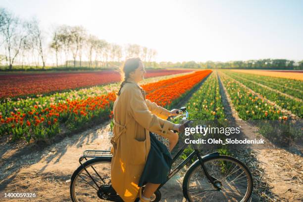 fahrradfahrerin auf tulpenfeld in den niederlanden - keukenhof stock-fotos und bilder