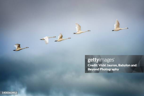 dark blue sky, clouds and tundra swans in flight in pennsylvania - animal migration stock pictures, royalty-free photos & images