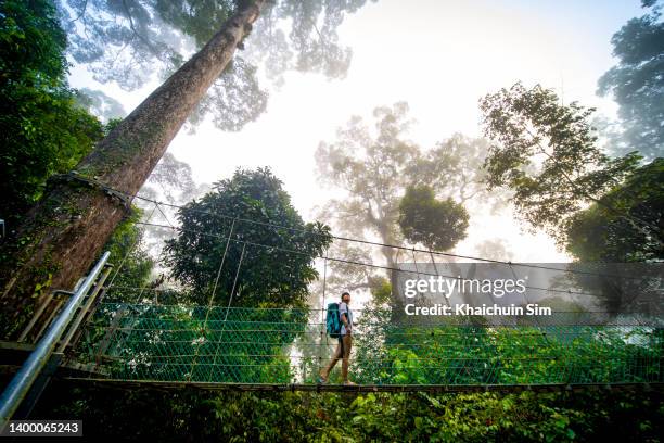 female traveller walking on tree canopy in tropical rainforest - eco tourism malaysia stock pictures, royalty-free photos & images