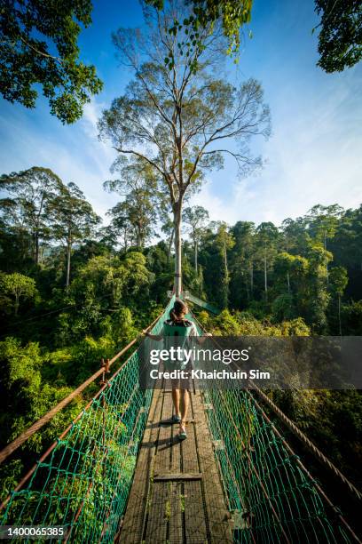 female traveller walking on tree canopy in tropical rainforest - canopy walkway stock pictures, royalty-free photos & images