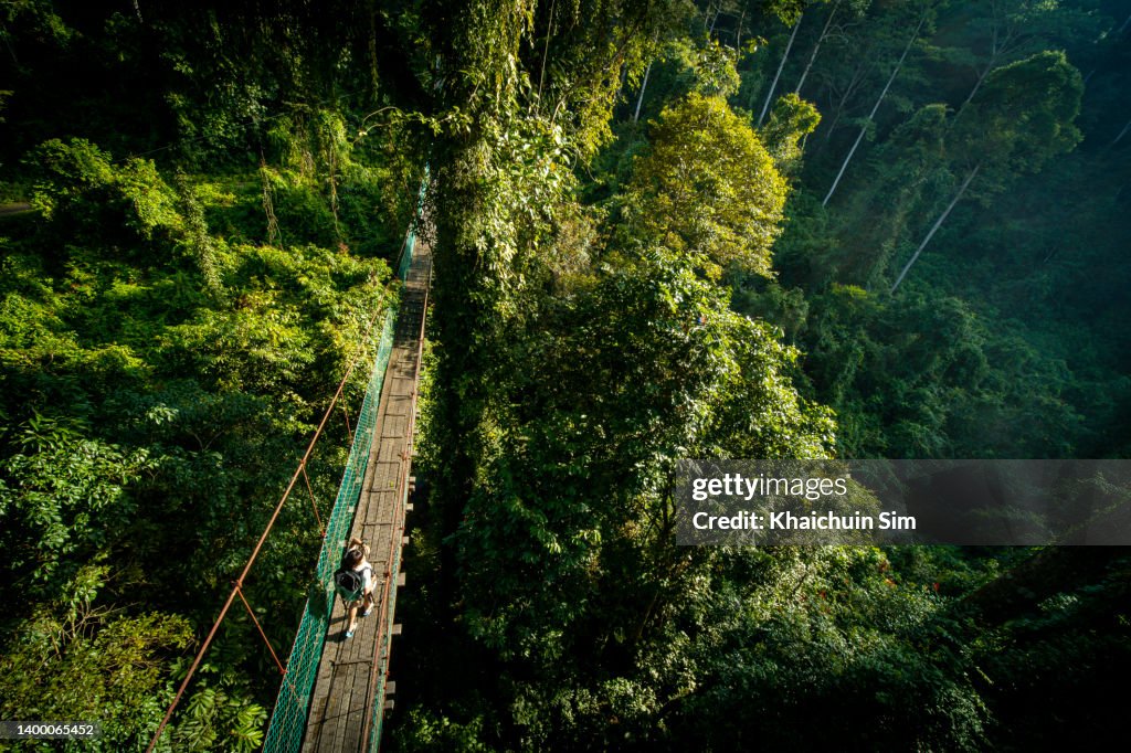 Female traveller walking on tree canopy in tropical rainforest