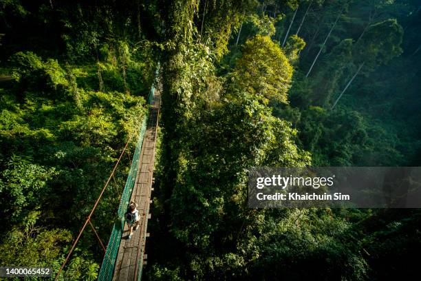 female traveller walking on tree canopy in tropical rainforest - canopy walkway stock pictures, royalty-free photos & images