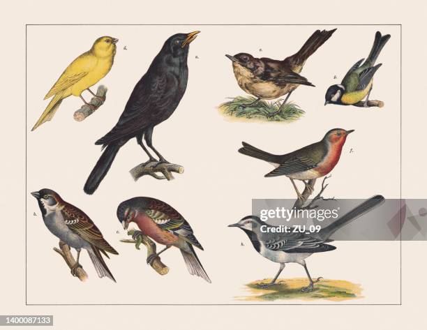 ilustraciones, imágenes clip art, dibujos animados e iconos de stock de varias aves (passeriformes), cromolitografía, publicada en 1891 - nightingale