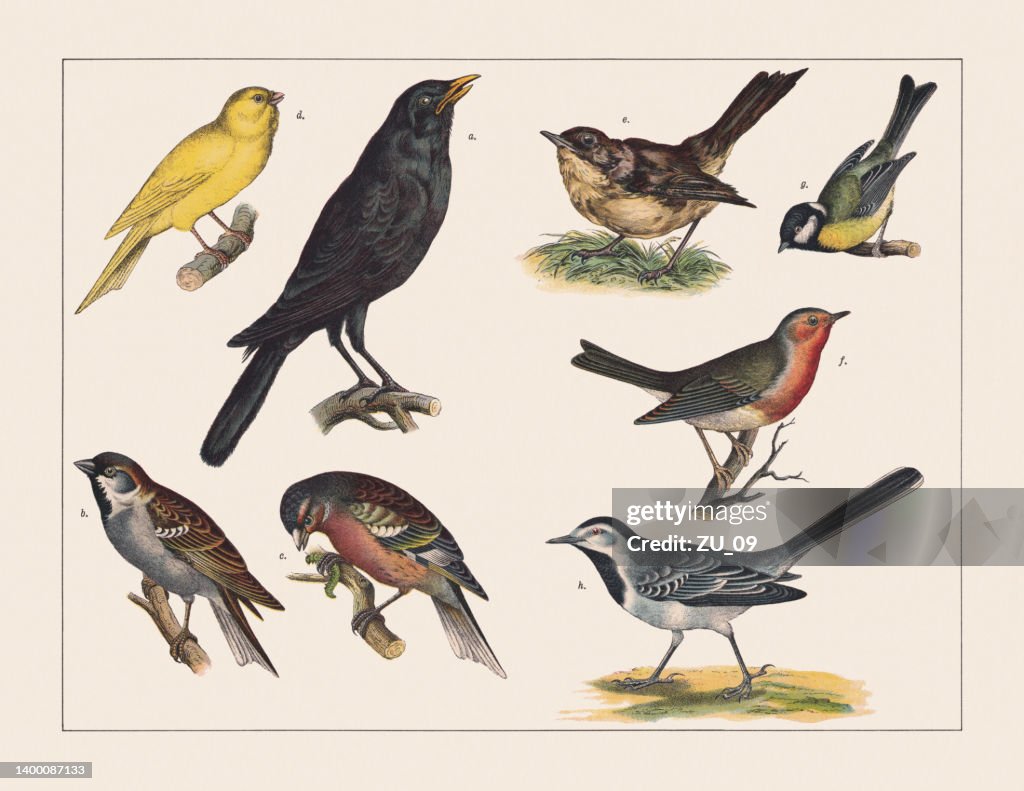 Várias aves (Passeriformes), cromoolithograph, publicado em 1891