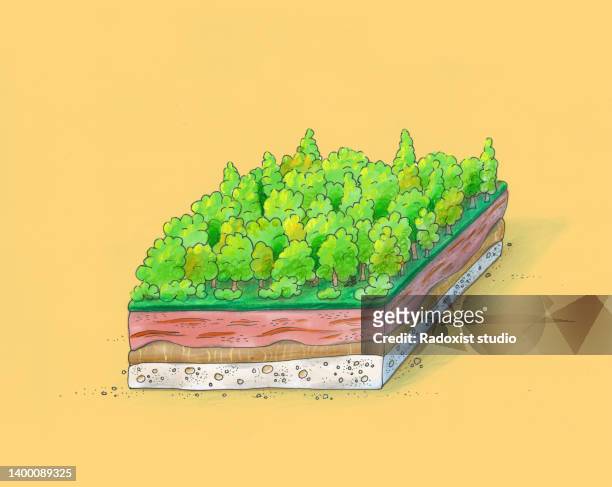 piece of forest nature illustration drawing - plant part stock pictures, royalty-free photos & images