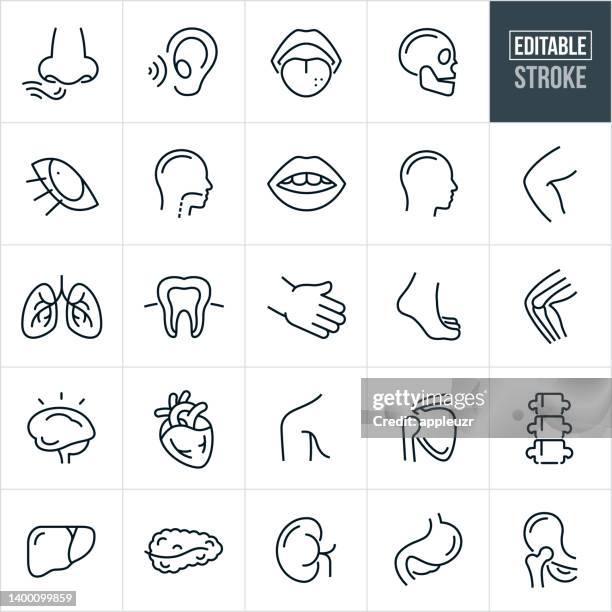 ilustrações de stock, clip art, desenhos animados e ícones de human body parts thin icons - editable stroke - perceção sensorial