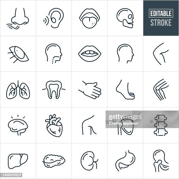 human body parts thin icons - editable stroke - human limb stock illustrations