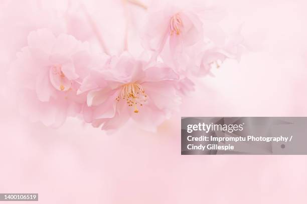 cornered multiple weeping cherry blooms detailed - cherry gillespie stockfoto's en -beelden
