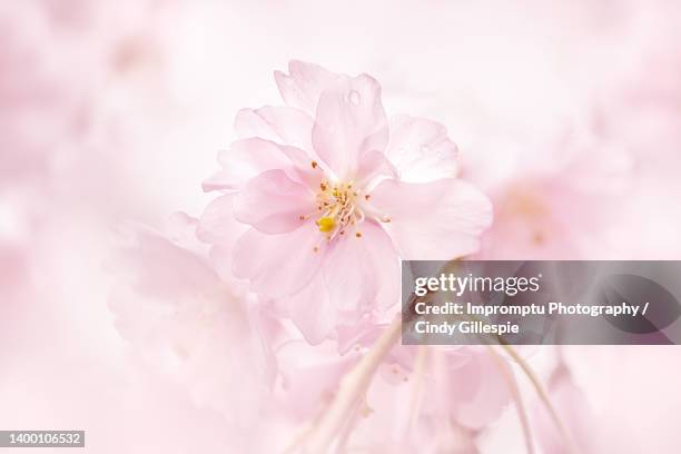 single weeping cherry bloom detailed in the rain - cherry gillespie stockfoto's en -beelden