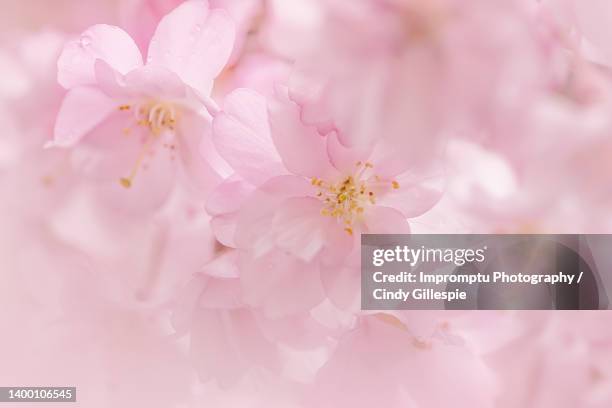 custer of weeping cherry bloom detailed blooms - cherry gillespie stock pictures, royalty-free photos & images