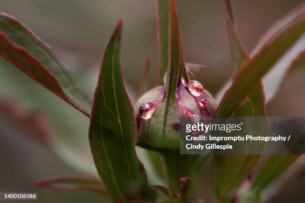 pink peony bud full of nectar extreme up close - bestäubung stock-fotos und bilder