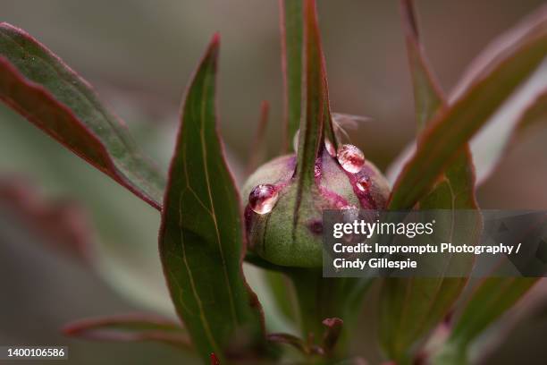 pink peony bud full of nectar extreme up close - stamen stock pictures, royalty-free photos & images