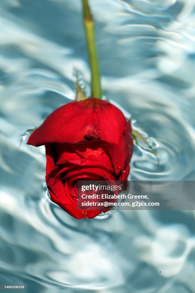 Red Rose Floating In A Pool High-Res Stock Photo - Getty Images